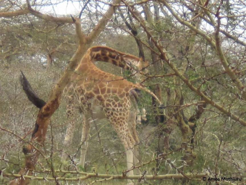 Baby giraffa in natura