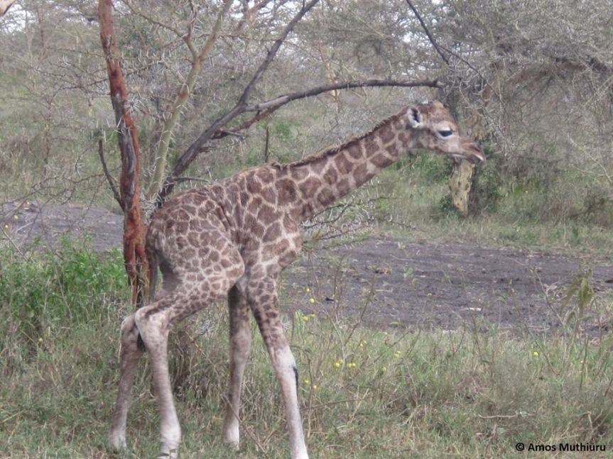 baby-giraffa-in-natura